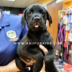 2adorable Labrador Retriever Puppies - Labrador Retriever Dog