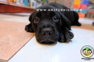 2adorable Labrador Retriever Puppies - Labrador Retriever Dog