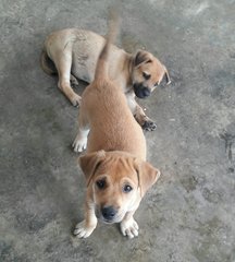 Very Cute And Friendly Puppies - Mixed Breed Dog