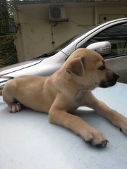 Brown Puppies - Mixed Breed Dog