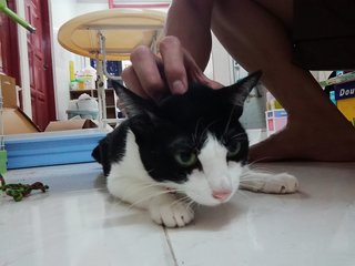 Mimi - Domestic Short Hair Cat