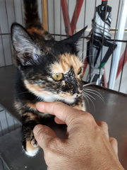 Chocolate. Very Good Girl. - Calico + Tortoiseshell Cat