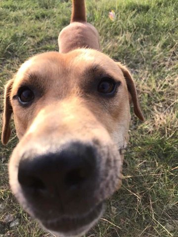 Oscar - Mixed Breed Dog