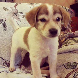 2 Female Puppies - Mixed Breed Dog