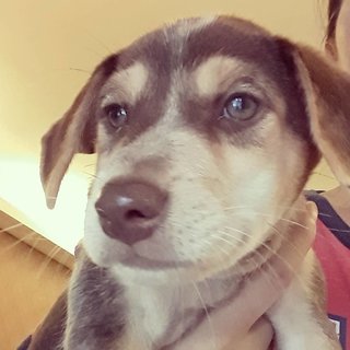 2 Female Puppies - Mixed Breed Dog