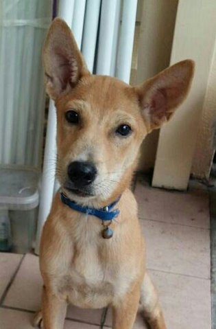 Tinker Bell - Basenji Dog