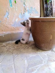 Budak Kecik - Domestic Medium Hair Cat