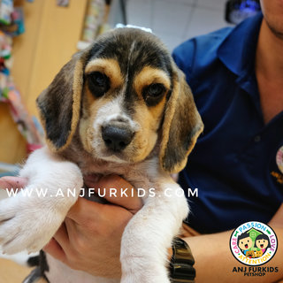 Quality Male Beagle Puppy1 - Beagle Dog