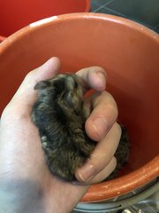 Hamster - Syrian / Golden Hamster Hamster