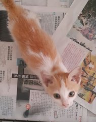 Tedi - Domestic Short Hair Cat