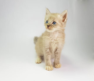 Silver - Domestic Long Hair Cat