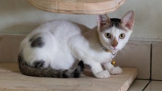 Suki Boy - Domestic Short Hair Cat