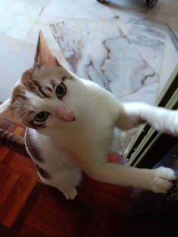 Lillo - Siamese + Domestic Short Hair Cat