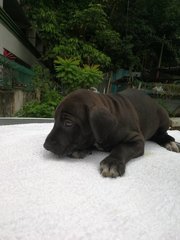 Boy &amp; Girl - Mixed Breed Dog