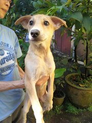 Boy &amp; Girl - Mixed Breed Dog