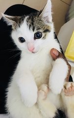 Yukito - Domestic Short Hair Cat