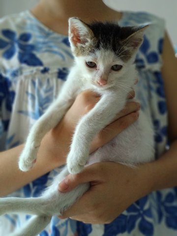 Cute Kitty For Adoption - Domestic Short Hair Cat