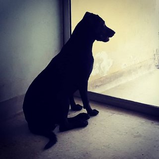 Mandy - Labrador Retriever Mix Dog