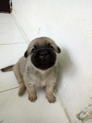 Momo (New Name: Hakjai) - Mixed Breed Dog