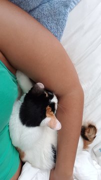 Zina And Sia  - Domestic Short Hair + Domestic Medium Hair Cat