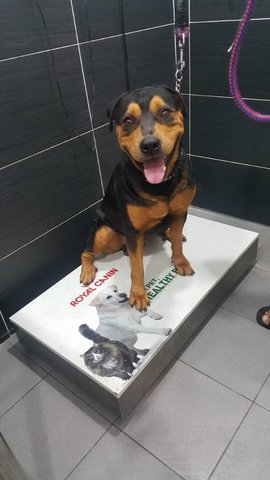 Simba - Rottweiler Dog