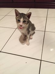 Kitty  - Tabby Cat