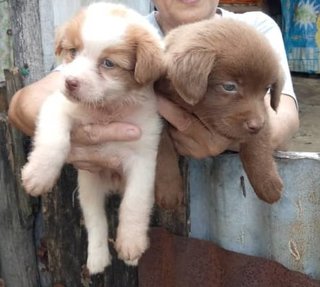 Puffy Puppies - Mixed Breed Dog