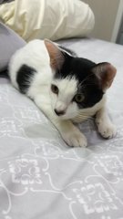 Willow - Tuxedo Cat