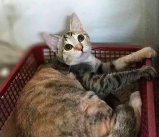 Lolli - Calico Cat