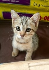Cecelia - Domestic Short Hair Cat