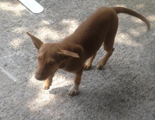 Scooby - Mixed Breed Dog