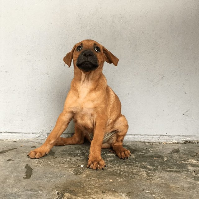 Julien - Mixed Breed Dog