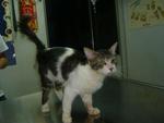 Snickers!!  (Dumped At Megamall!!) - Domestic Long Hair Cat