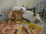 3 Kitties - Domestic Short Hair Cat