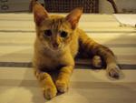 Tigger - Domestic Short Hair Cat