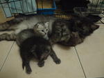 Snowy, Luna, Rajah - Domestic Medium Hair Cat