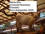 Zila - Siamese Cat