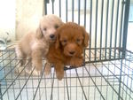 Homebred Toy Poodle Puppies - Poodle Dog