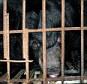 Bears Held To Harvest Their Bile Are Going On ‘Hunger Strikes’ As Their Only Way To Escape Captivity