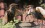Hit & Run On Flock Of Starlings: Rescuer Stops To Help Survivor