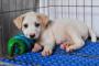 Mixed Breed Puppies For Adoption – 2 Months, Darlie & Colgate From KL, Kuala Lumpur