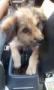 Mixed Breed Puppy For Adoption – 6 Months, Mo-Mo Sweet From KL, Kuala Lumpur