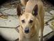 PetFinder.my – Cute Dogs & Cats For Adoption