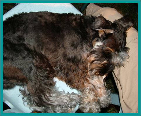 Kopi at his best being a pig after dinner :)