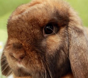 rabbit eye healthy choose petfinder wagazine sparkly bright clean example