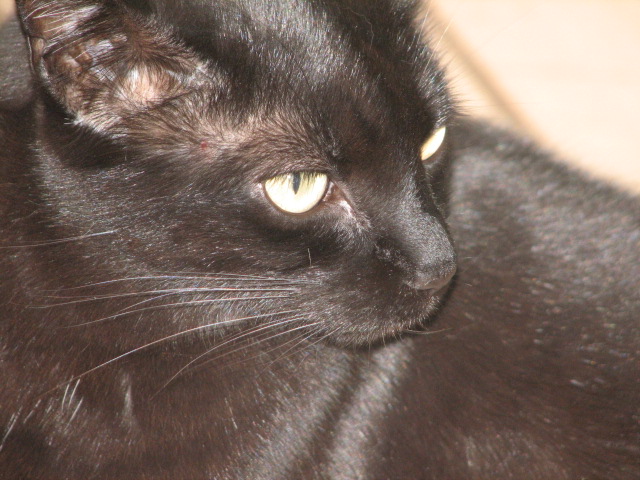 A Relative Of The Bombay Cat 