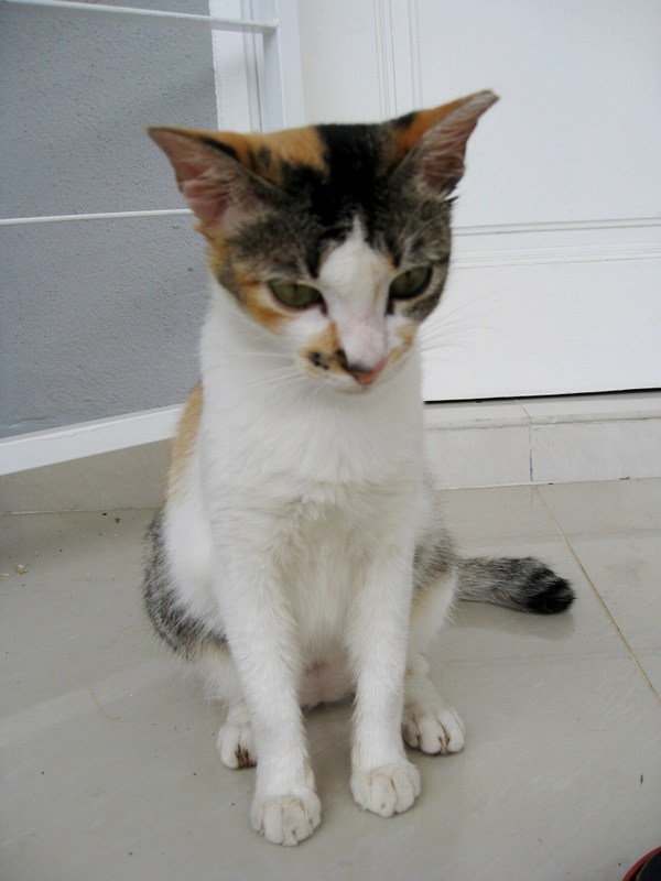 Pretty Calico, Cat For Adoption (Wong Yoke Mei’s) AnimalCare