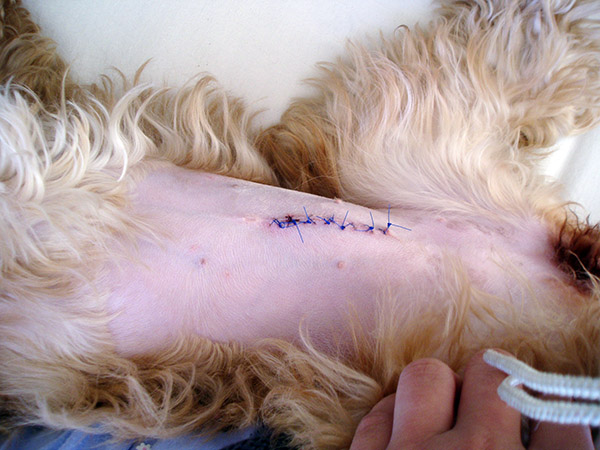 how long is a spay surgery for female dog