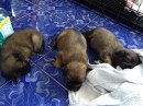 Update On The 7 Lucky Puppies…