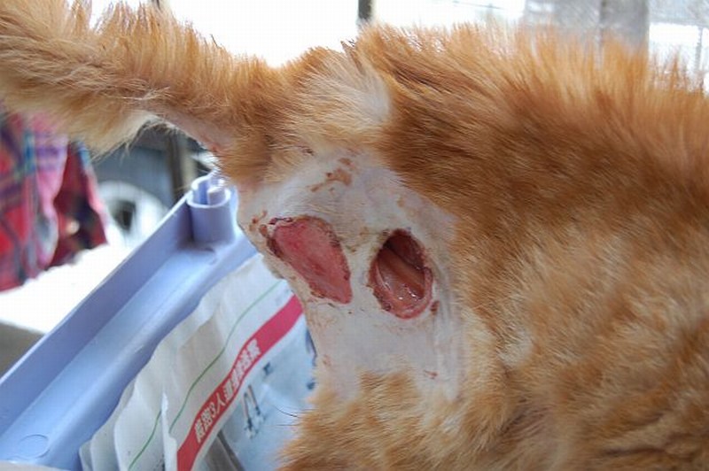 Male sales kitten neutering